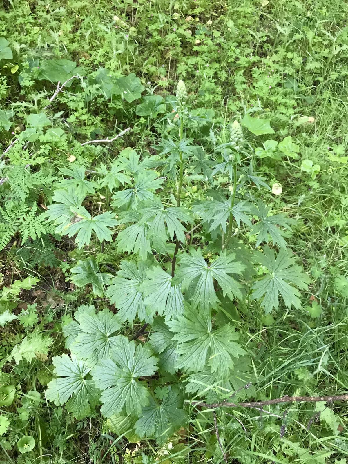 California larkspur (Delphinium californicum)