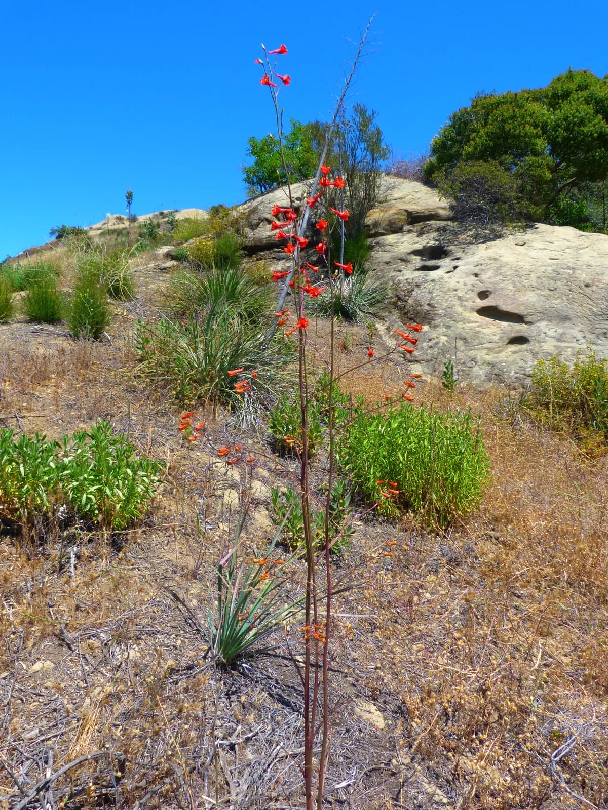 Scarlet Larkspur (Delphinium cardinale)