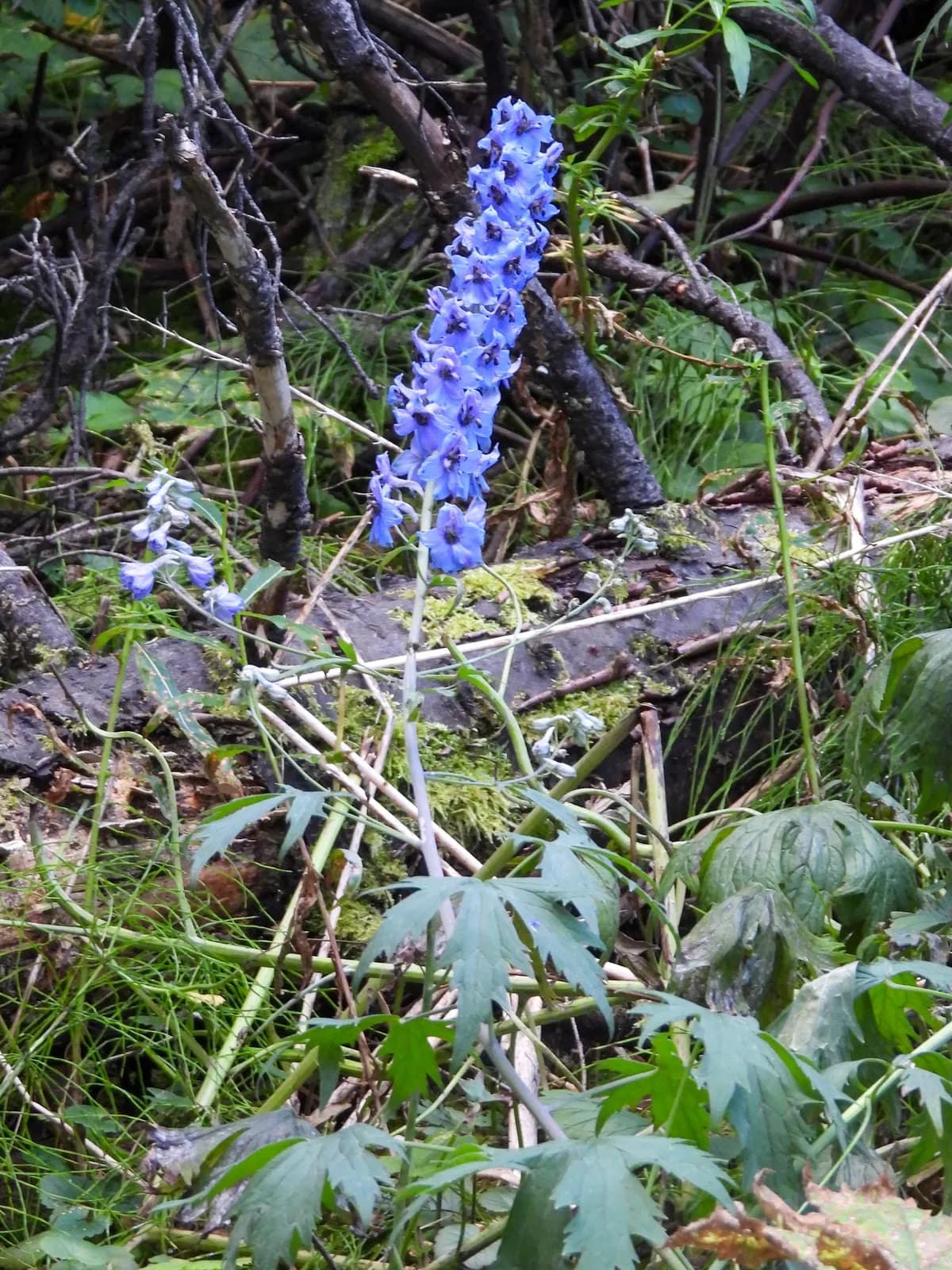 garden delphinium (Delphinium cultorum)