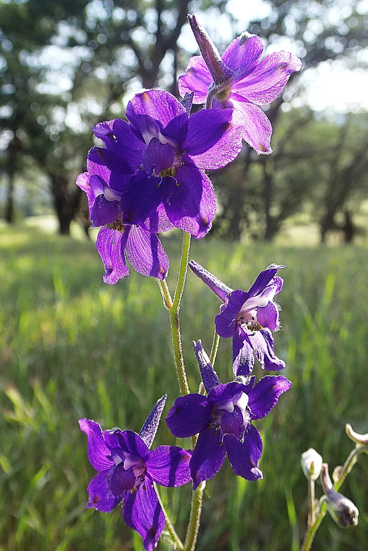 Coast larkspur (Delphinium decorum)