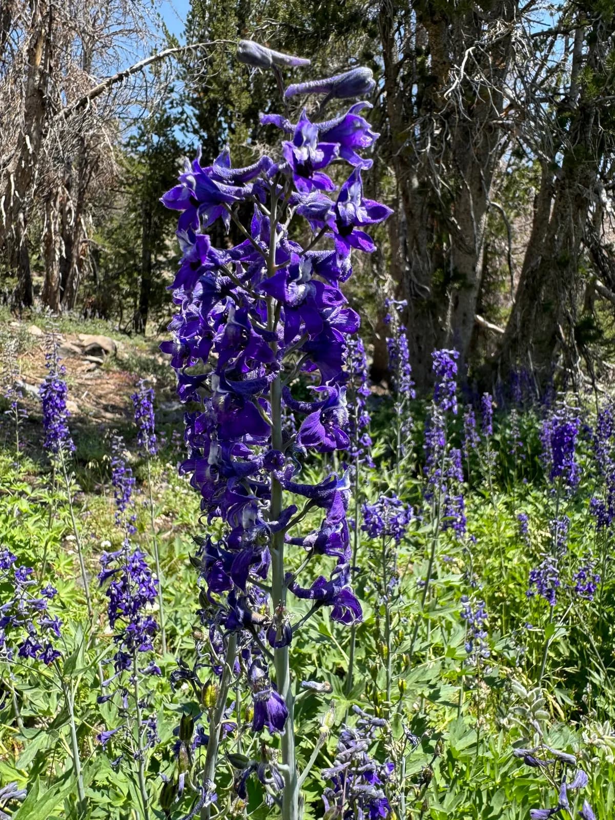 Brown's Larkspur (Delphinium glaucum)