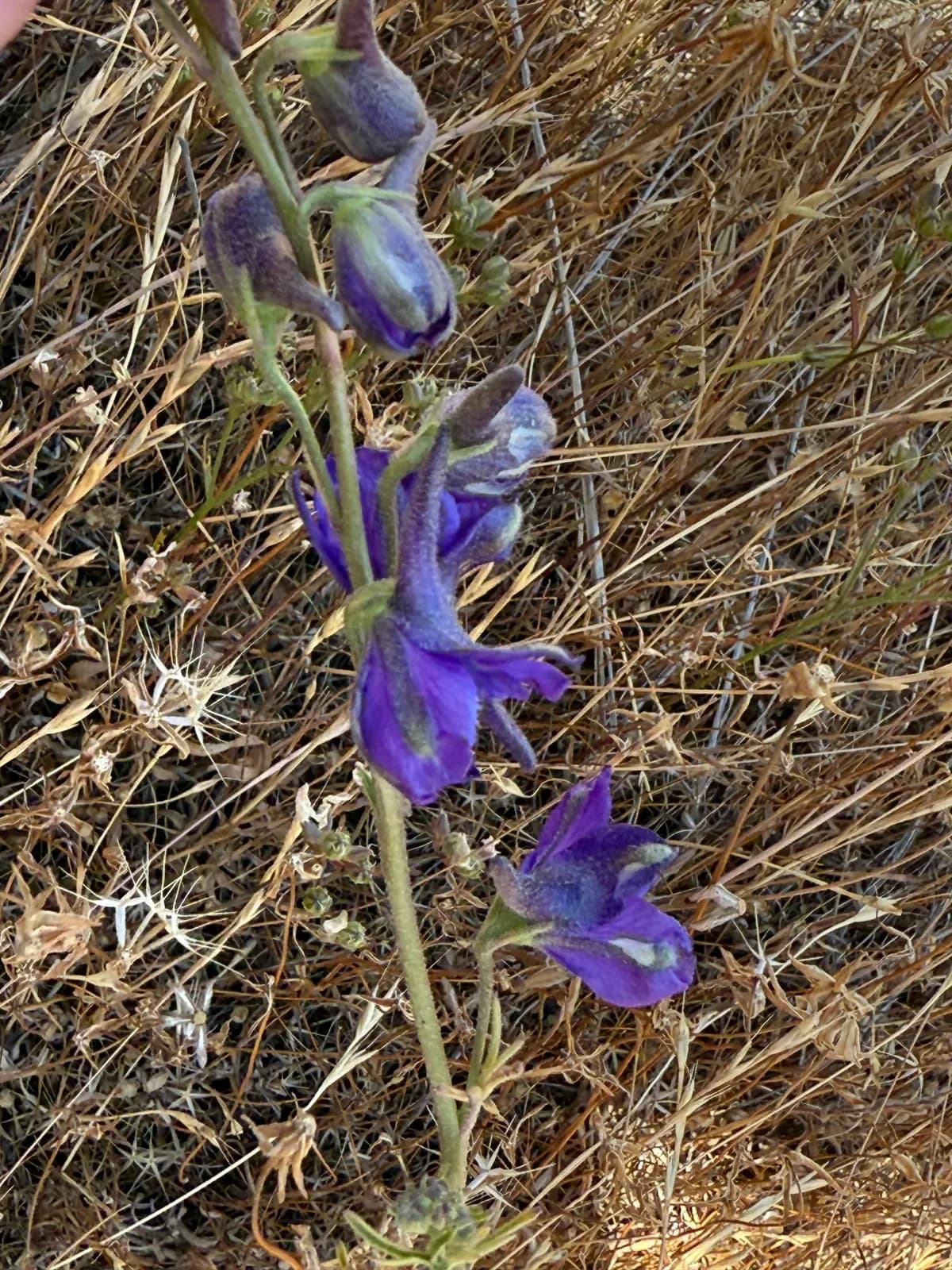 Western Larkspur (Delphinium hesperium)