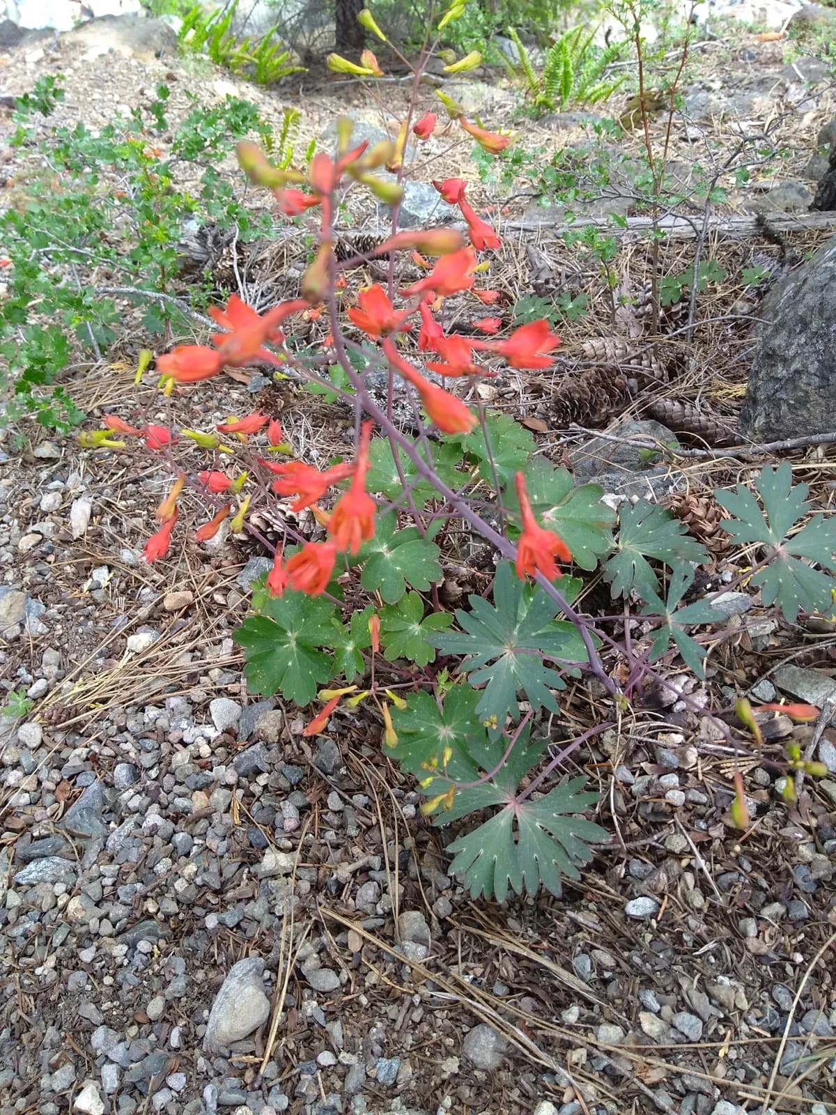 Red larkspur (Delphinium nudicaule)