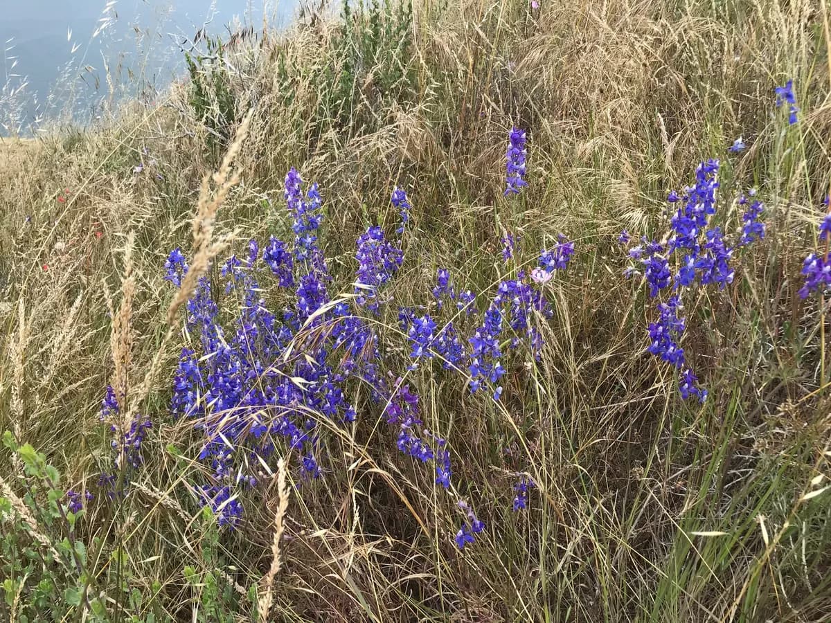 San Bernardino Larkspur (Delphinium parryi)