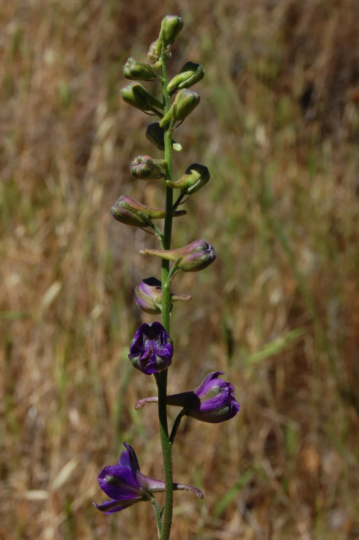 Zigzag larkspur (Delphinium patens)