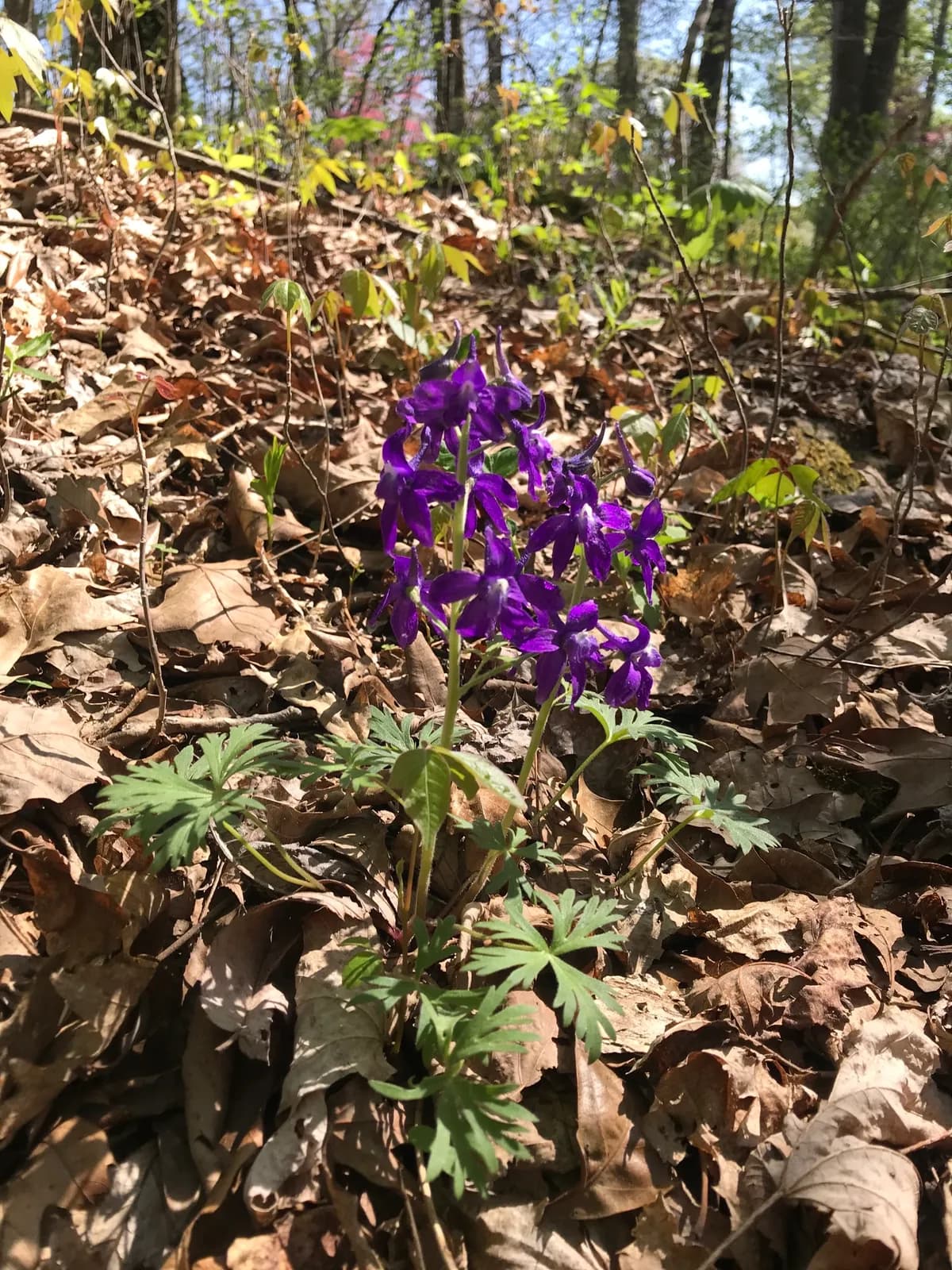 Dwarf larkspur (Delphinium tricorne)