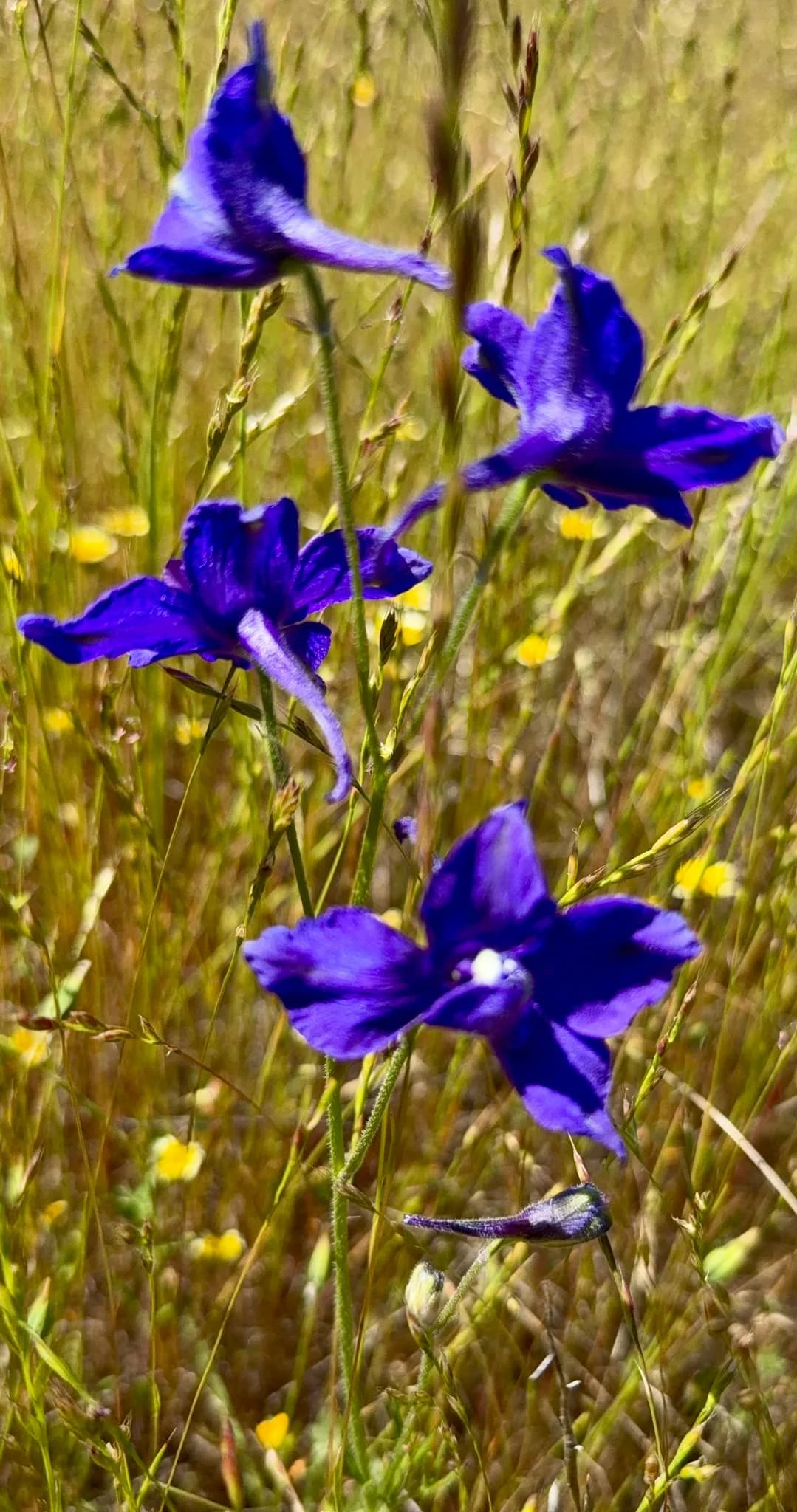 Royal larkspur (Delphinium variegatum)