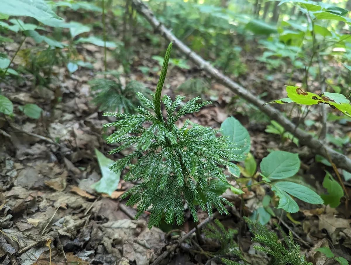 Ground Pine (Dendrolycopodium obscurum)