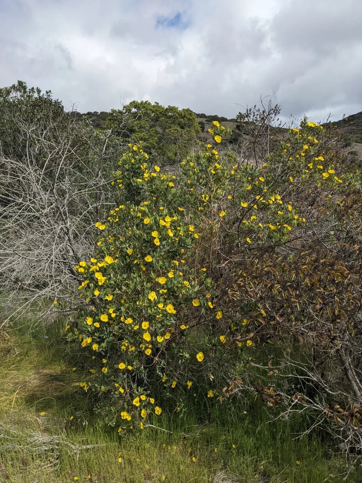 Island tree-poppy (Dendromecon harfordii)