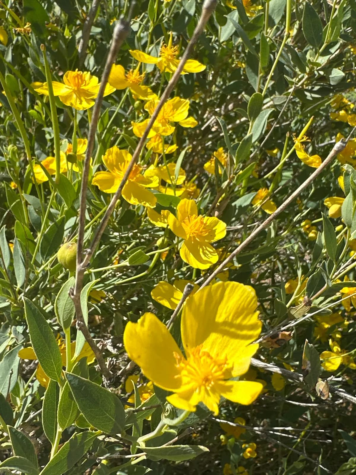 Tree-poppy (Dendromecon rigida)
