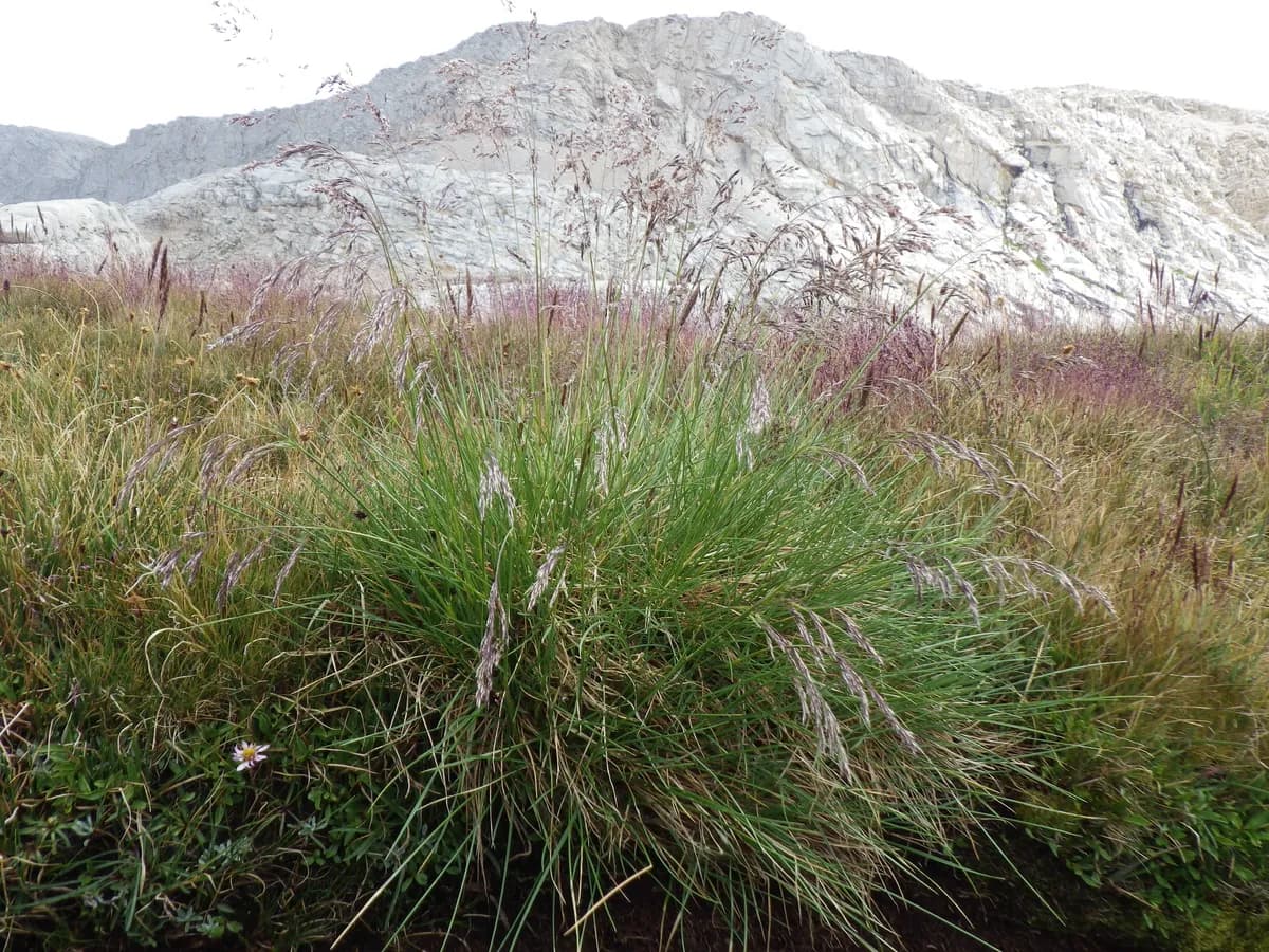 Tufted Hairgrass (Deschampsia cespitosa)