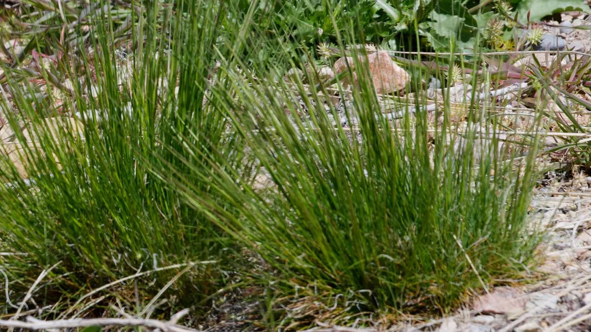 Slender Hairgrass (Deschampsia elongata)