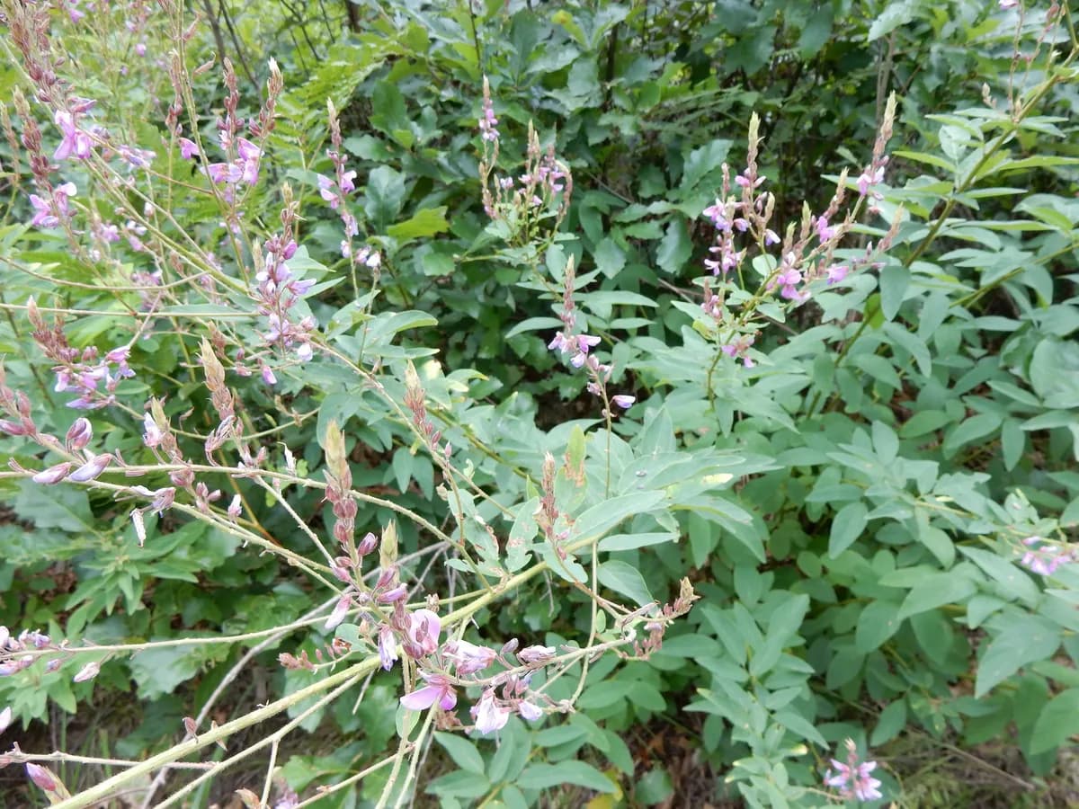 Showy Tick Trefoil (Desmodium canadense)