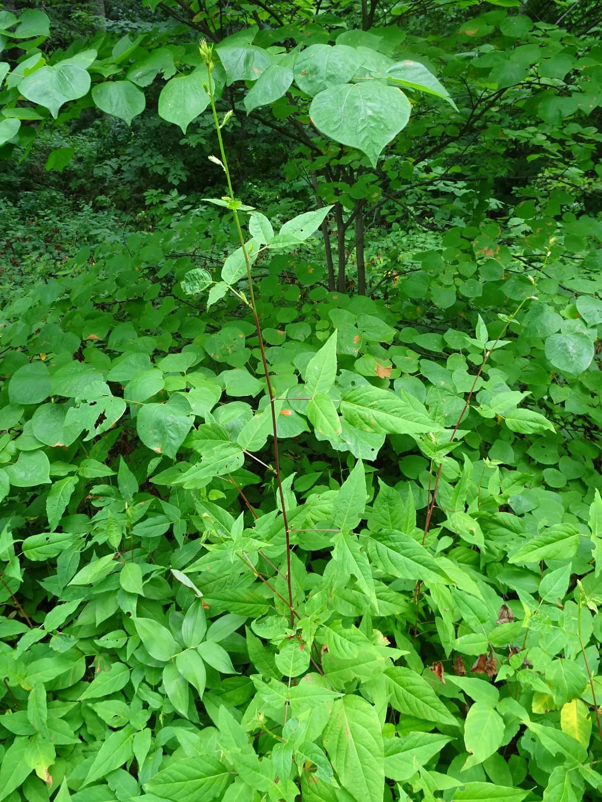 Largebract Ticktrefoil (Desmodium cuspidatum)