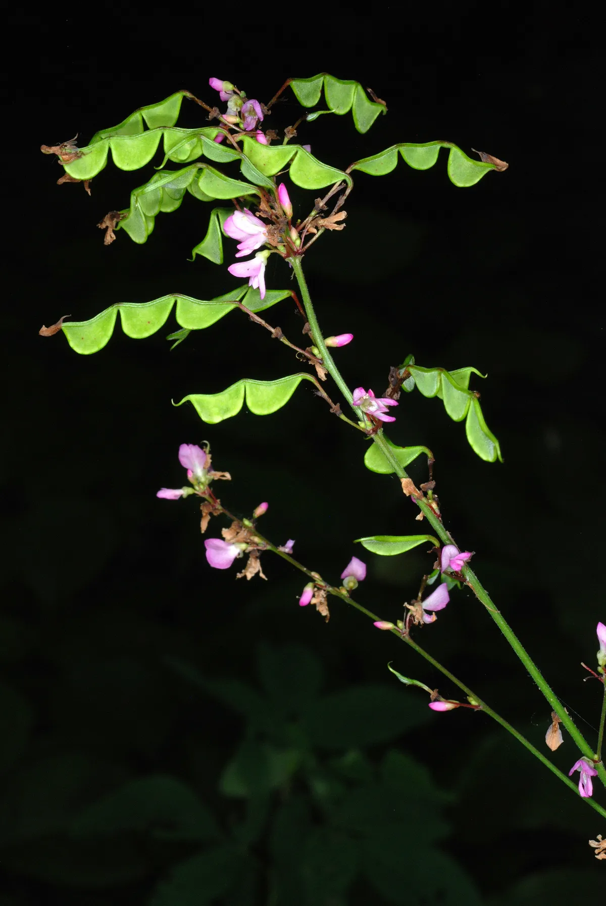 Beggar-lice (Desmodium glutinosum)