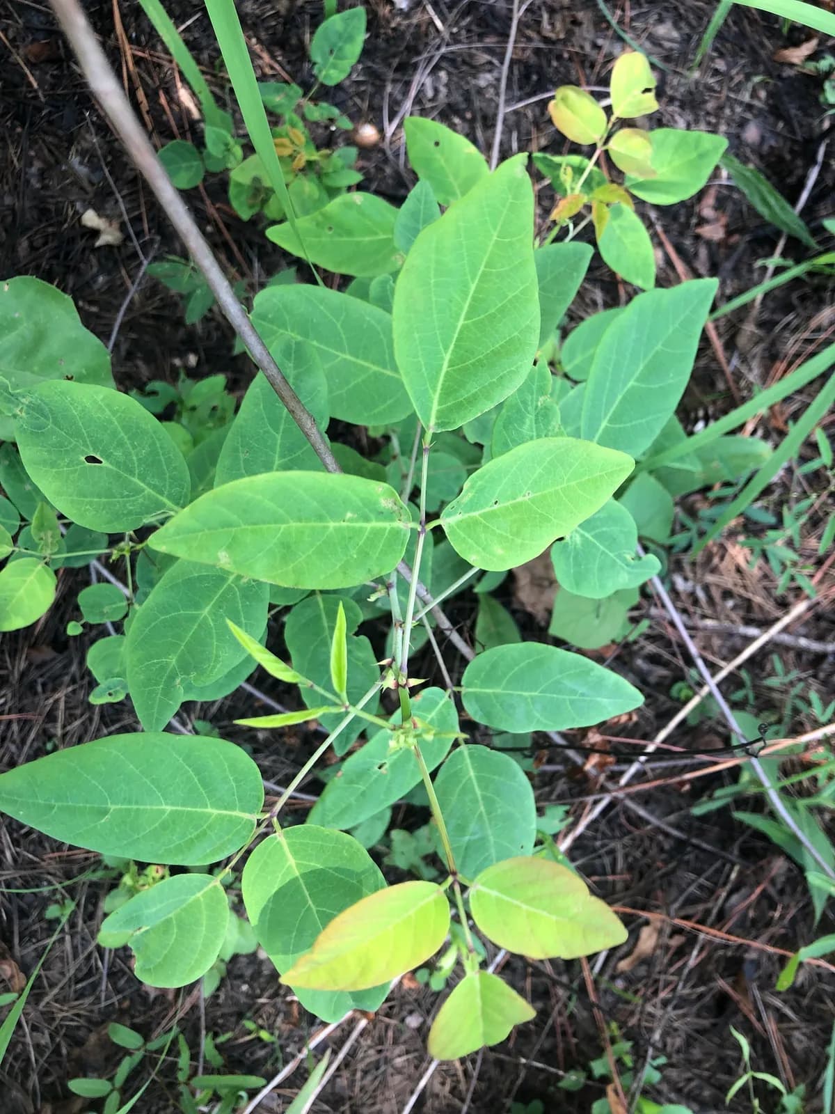 Smooth Ticktrefoil (Desmodium laevigatum)