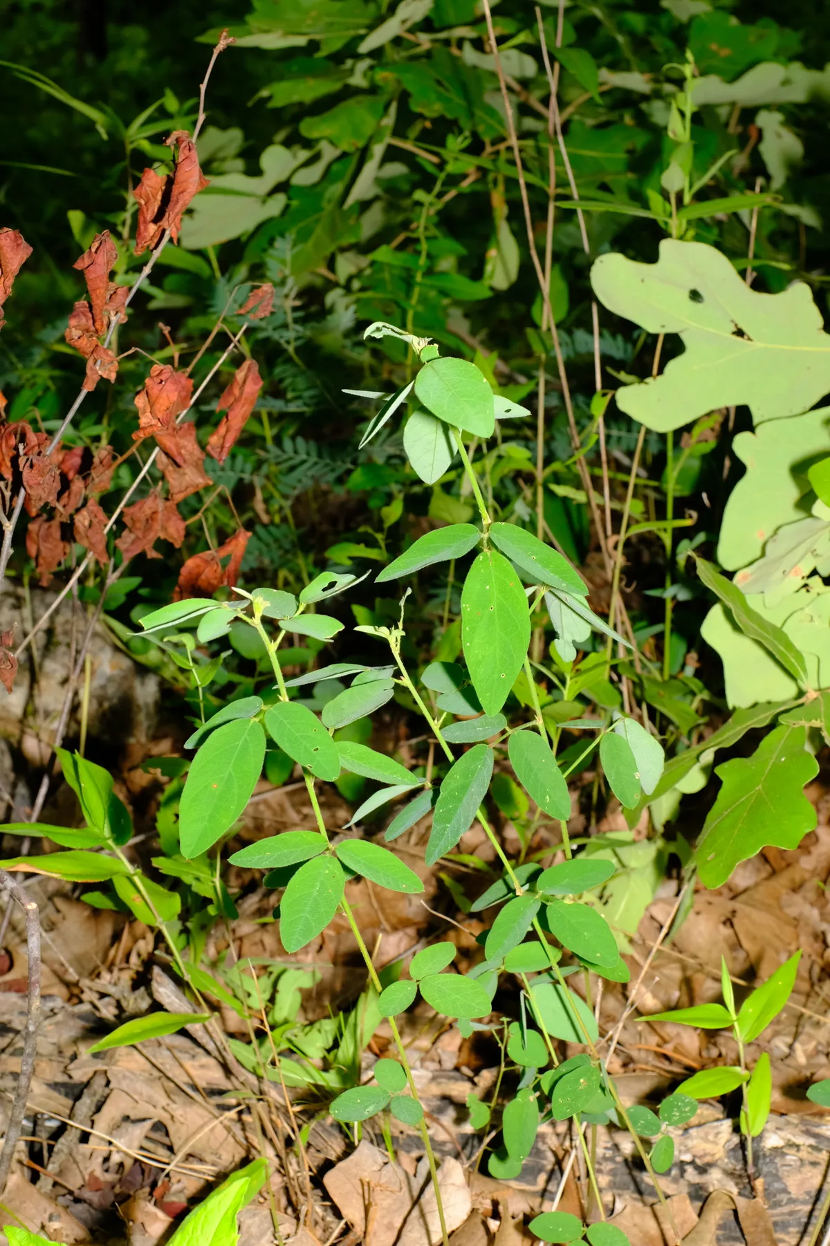 Stiff Tick Trefoil (Desmodium obtusum)