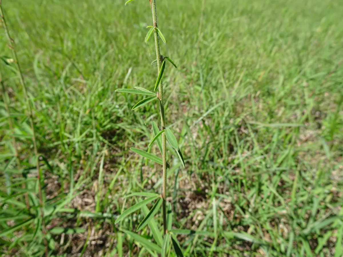 Sessile Tick-Clover (Desmodium sessilifolium)