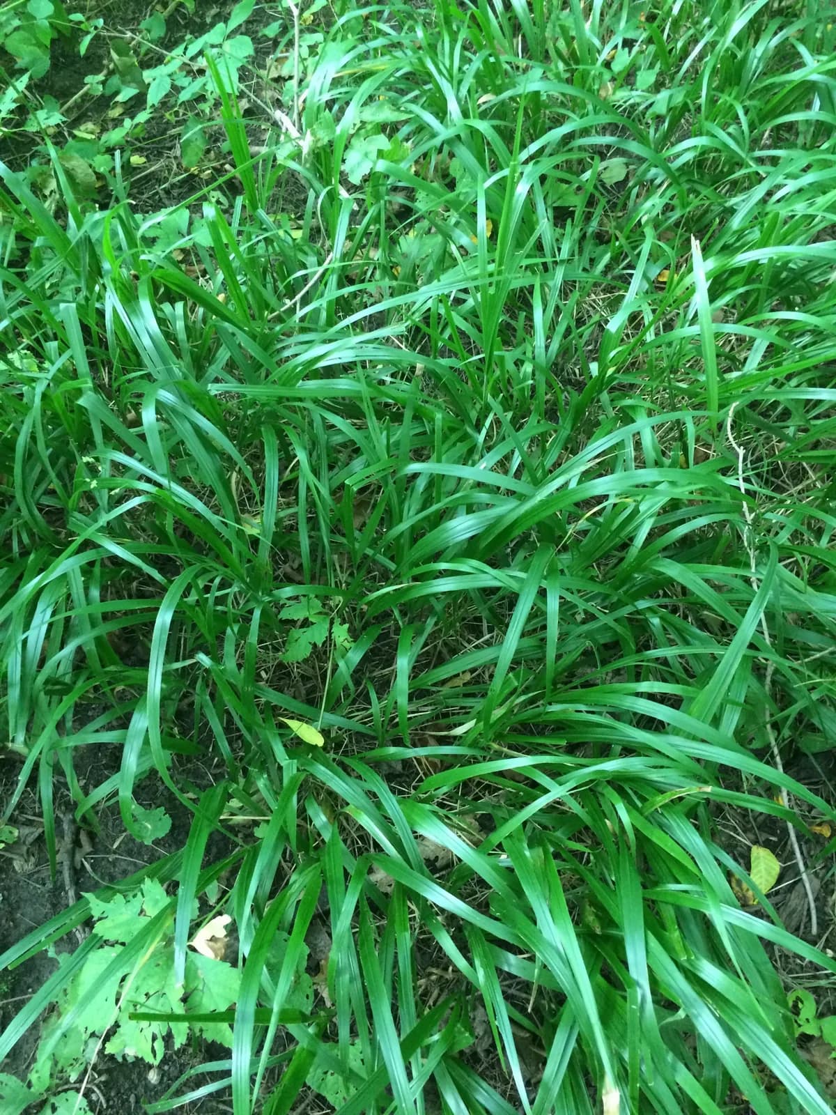 Beakgrain (Diarrhena obovata)