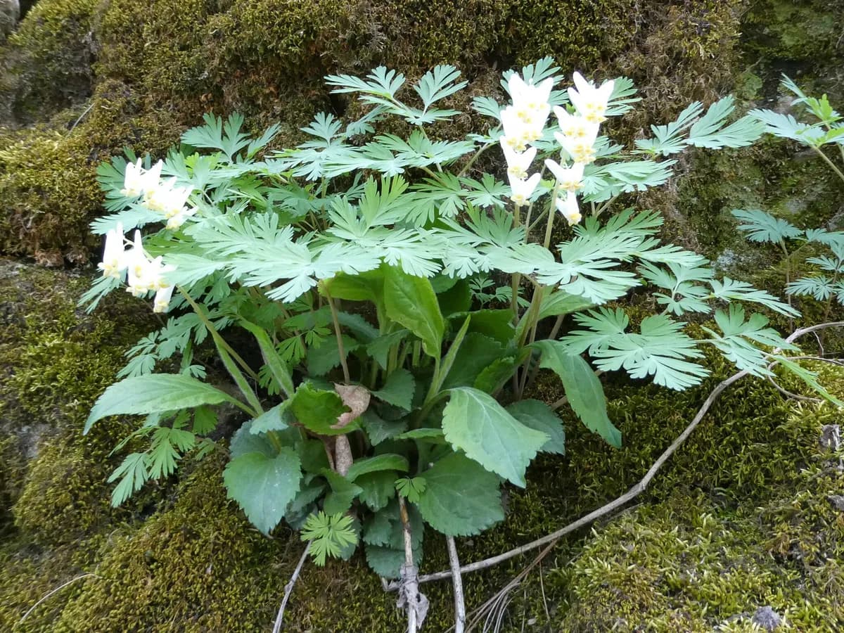 Dutchman's-breeches (Dicentra cucullaria)