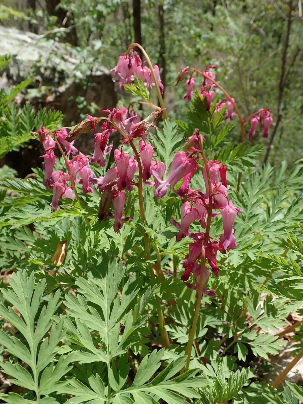 Wild bleeding-heart (Dicentra eximia)