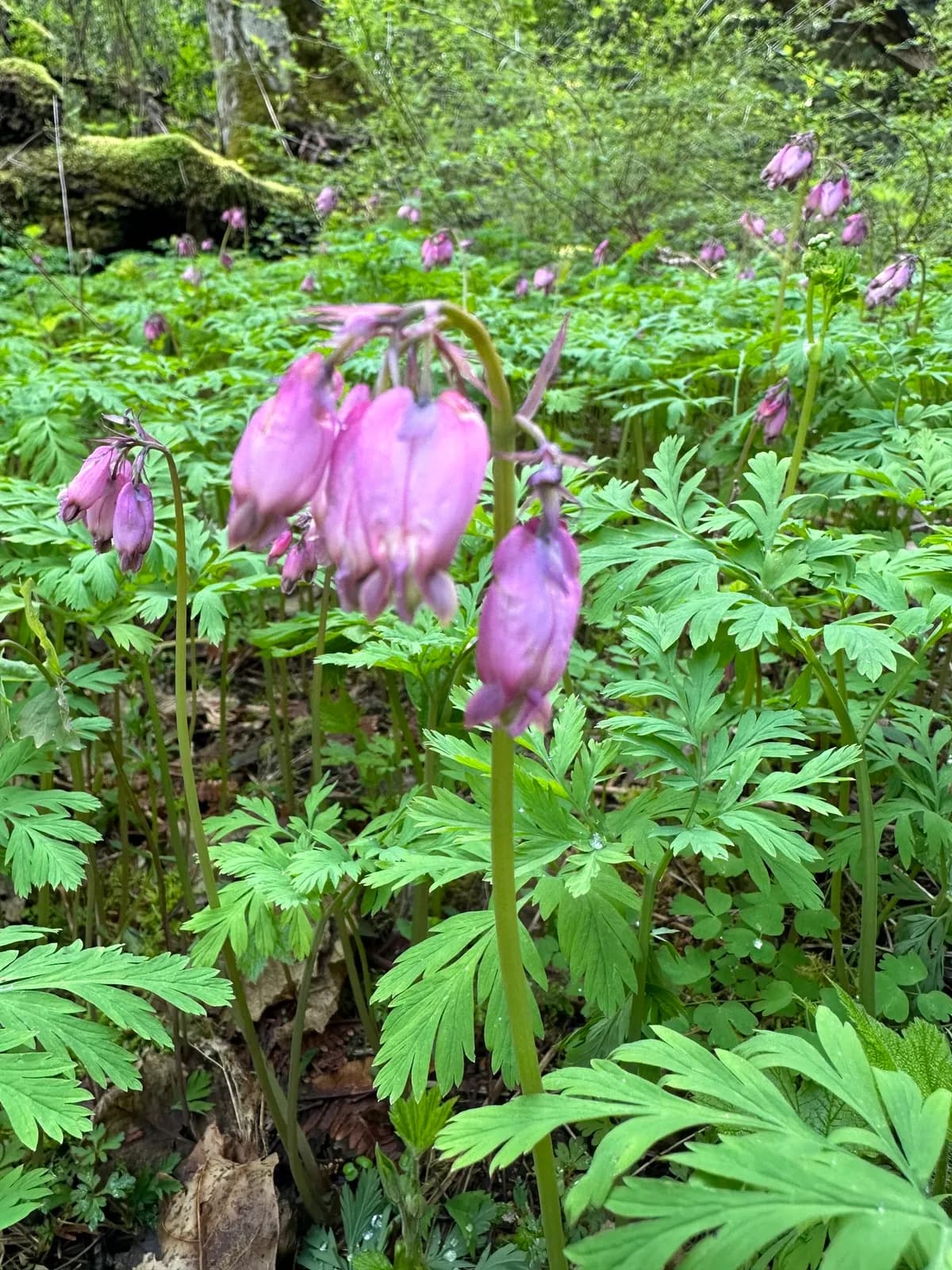 Bleeding-heart (Dicentra formosa)