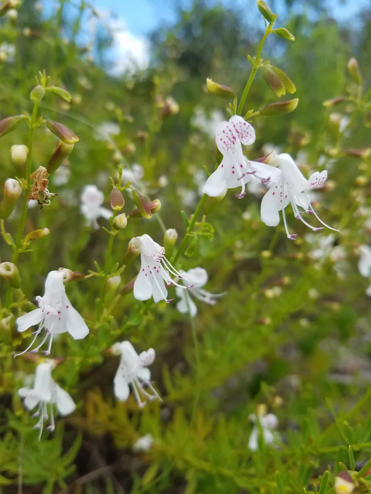 Scrub Balm (Dicerandra frutescens)
