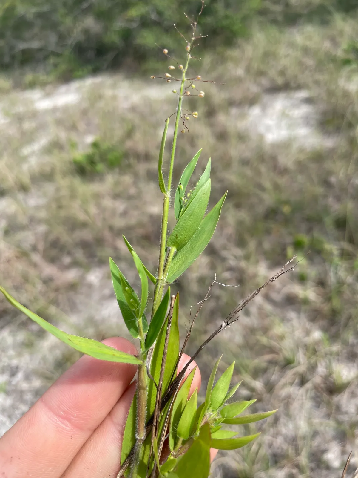 Hairy Rosette Panicgrass (Dichanthelium acuminatum)