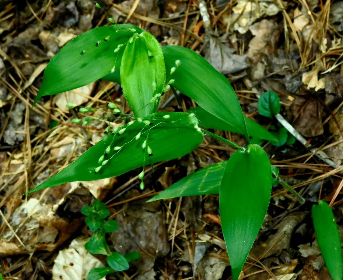 Bosc's Witchgrass (Dichanthelium boscii)