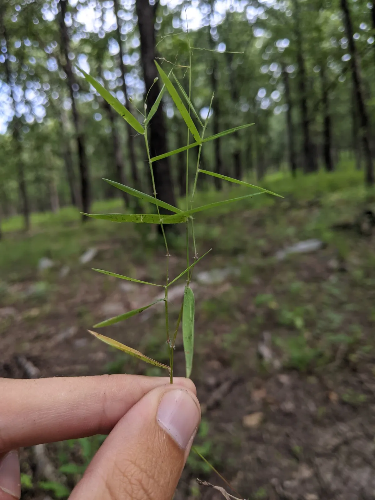 Forked Panic Grass (Dichanthelium dichotomum)