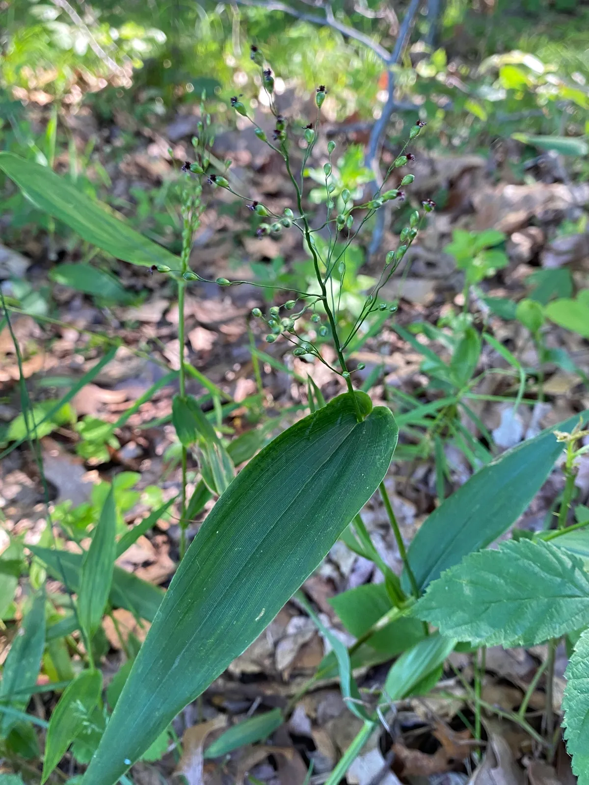 Broad-Leaved Panicgrass (Dichanthelium latifolium)