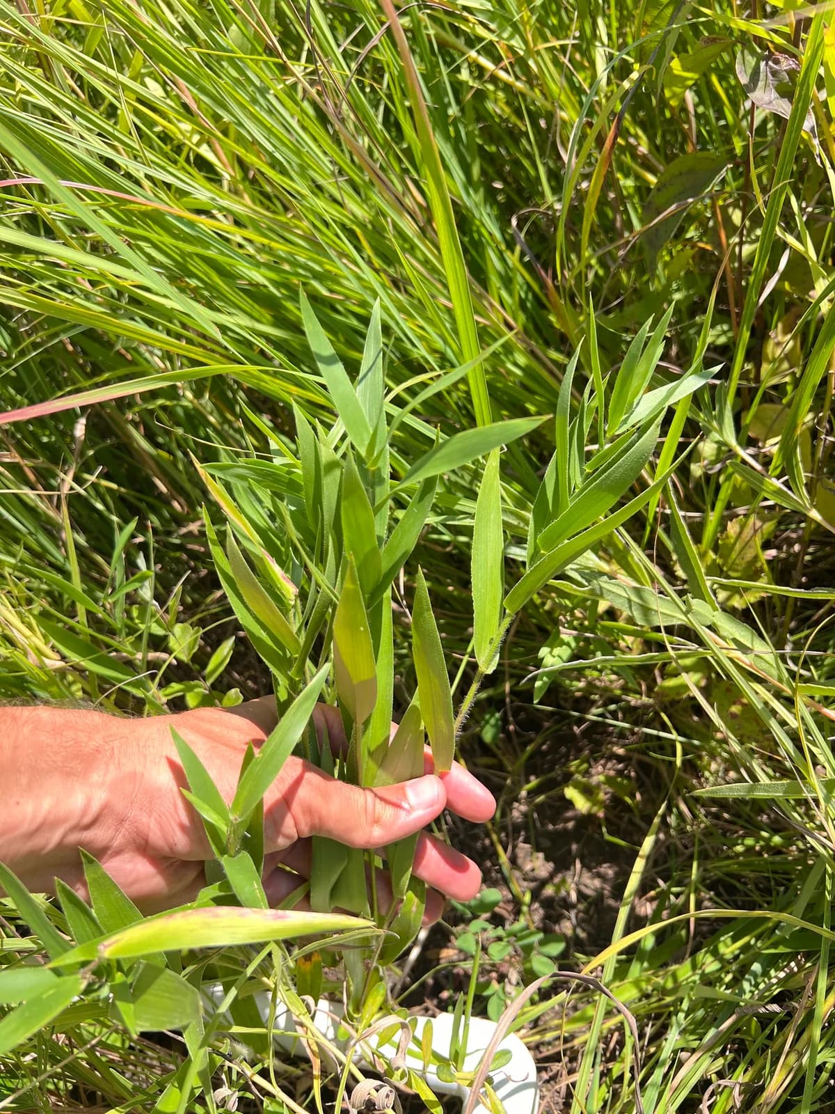 Leiberg'S Rosette Grass (Dichanthelium leibergii)