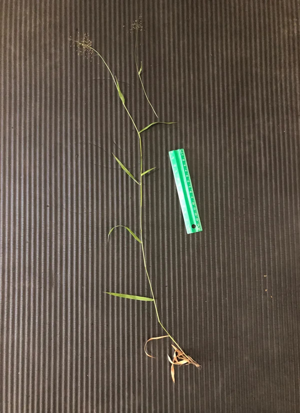 Lindheimer Panicgrass (Dichanthelium lindheimeri)