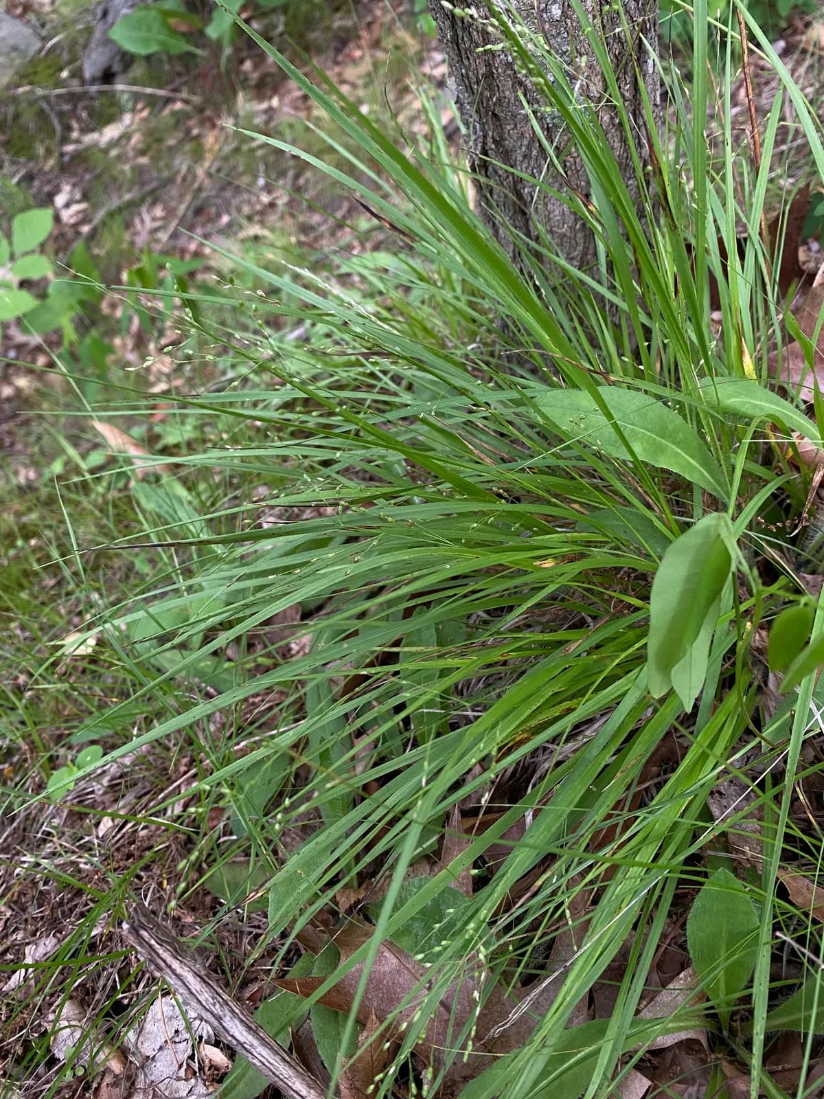 Narrowleaf Witchgrass (Dichanthelium linearifolium)