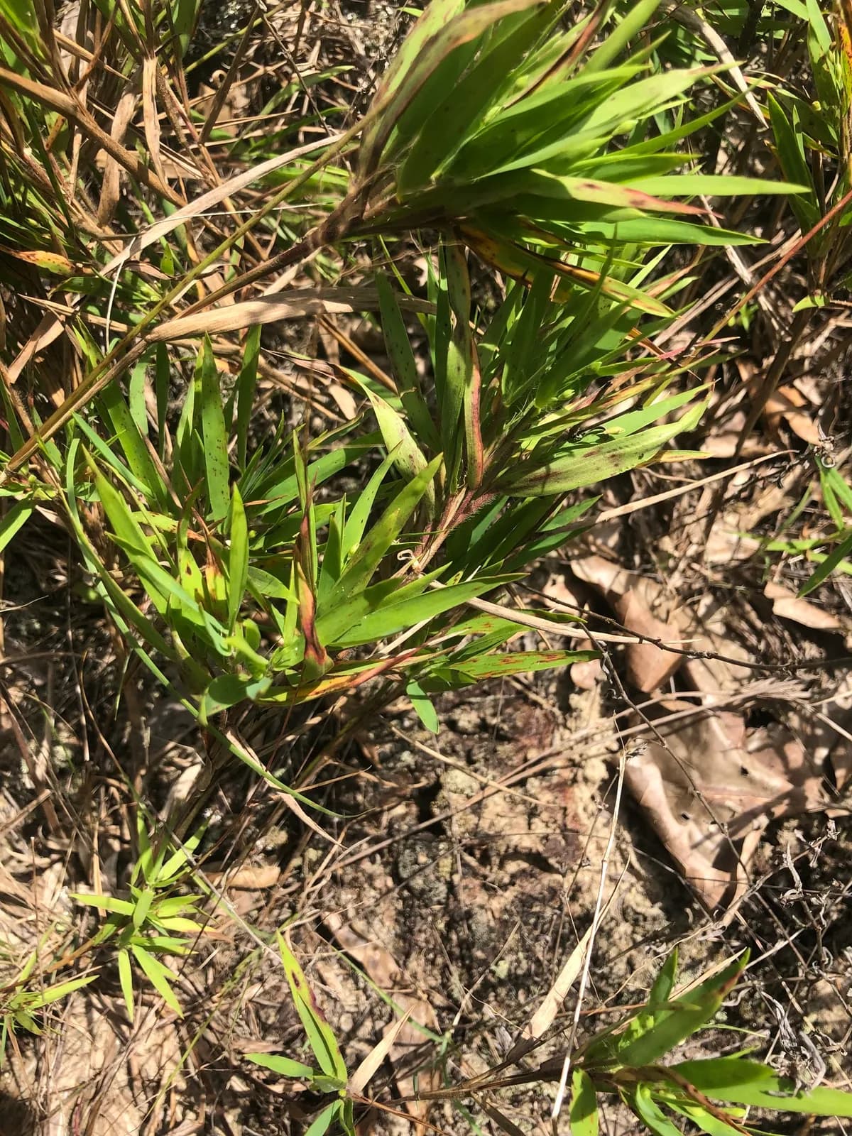 Heller's Rosette Grass (Dichanthelium oligosanthes)