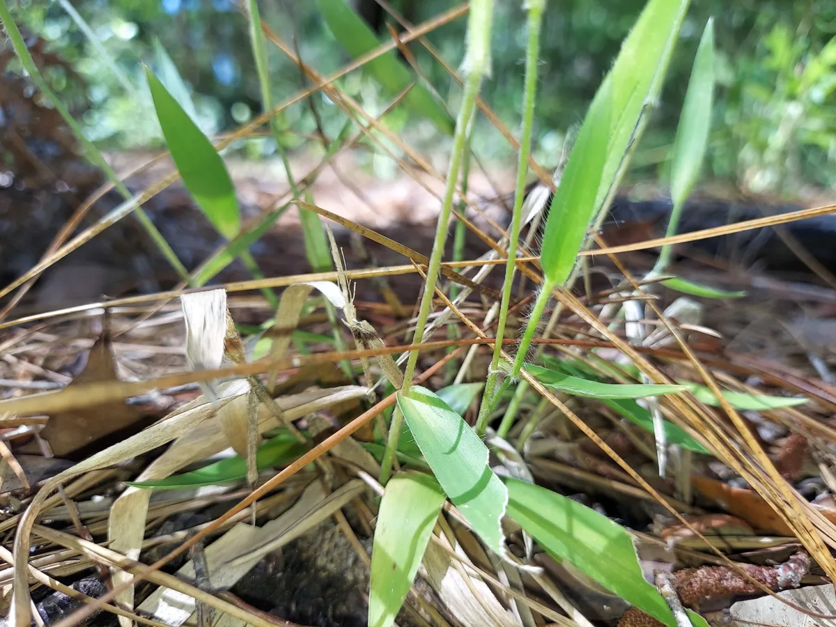 Eggleaf Witchgrass (Dichanthelium ovale)