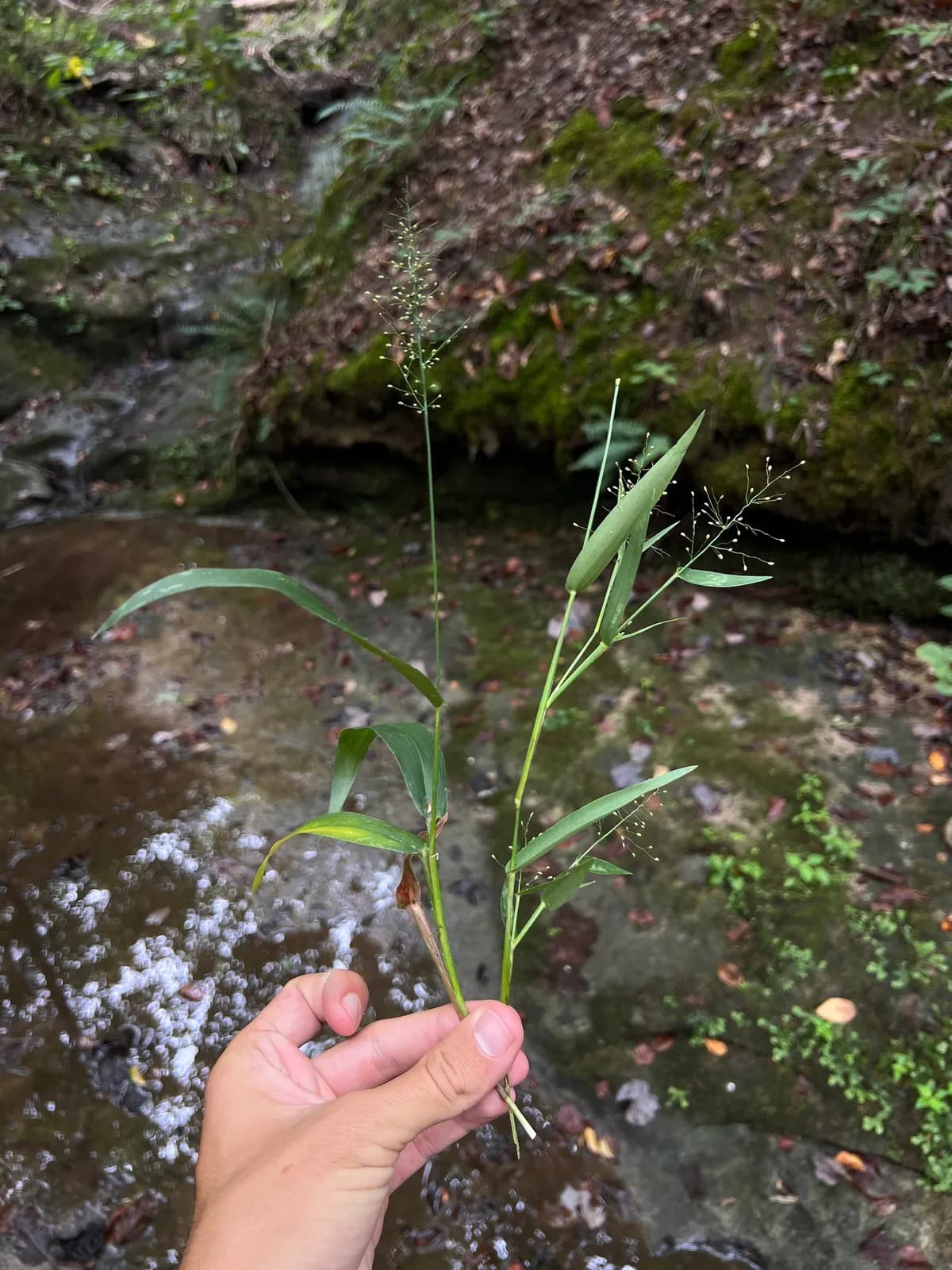 Round-Seed Rosette Grass (Dichanthelium polyanthes)