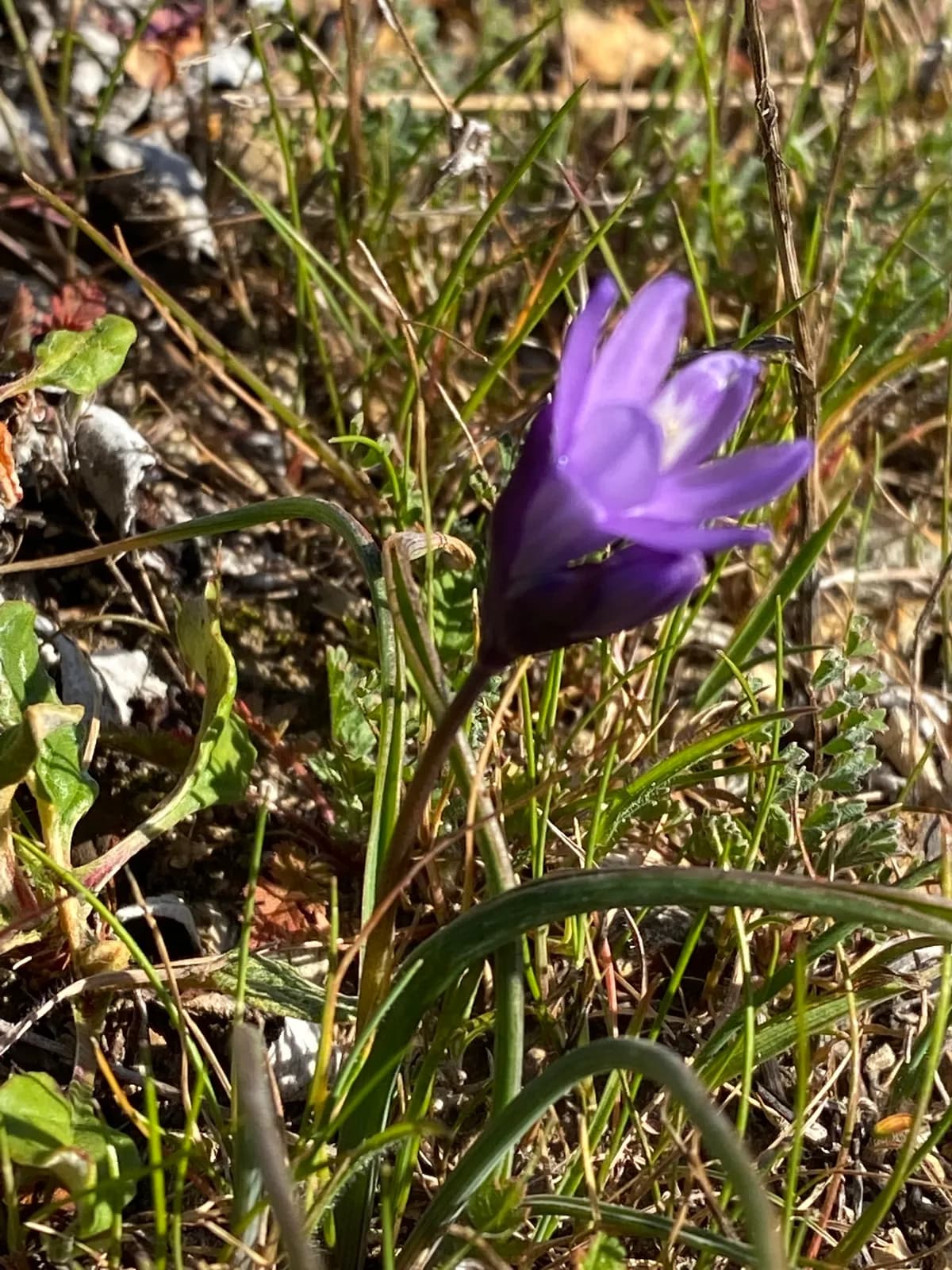 Blue Dicks (Dichelostemma capitatum)