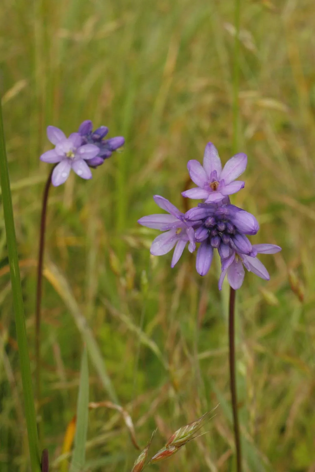 Fork-tooth ookow (Dichelostemma congestum)