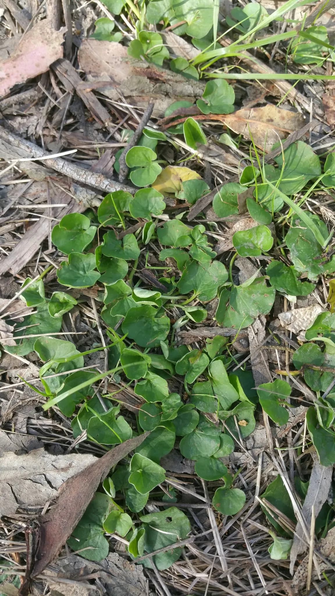 Dichondra donelliana