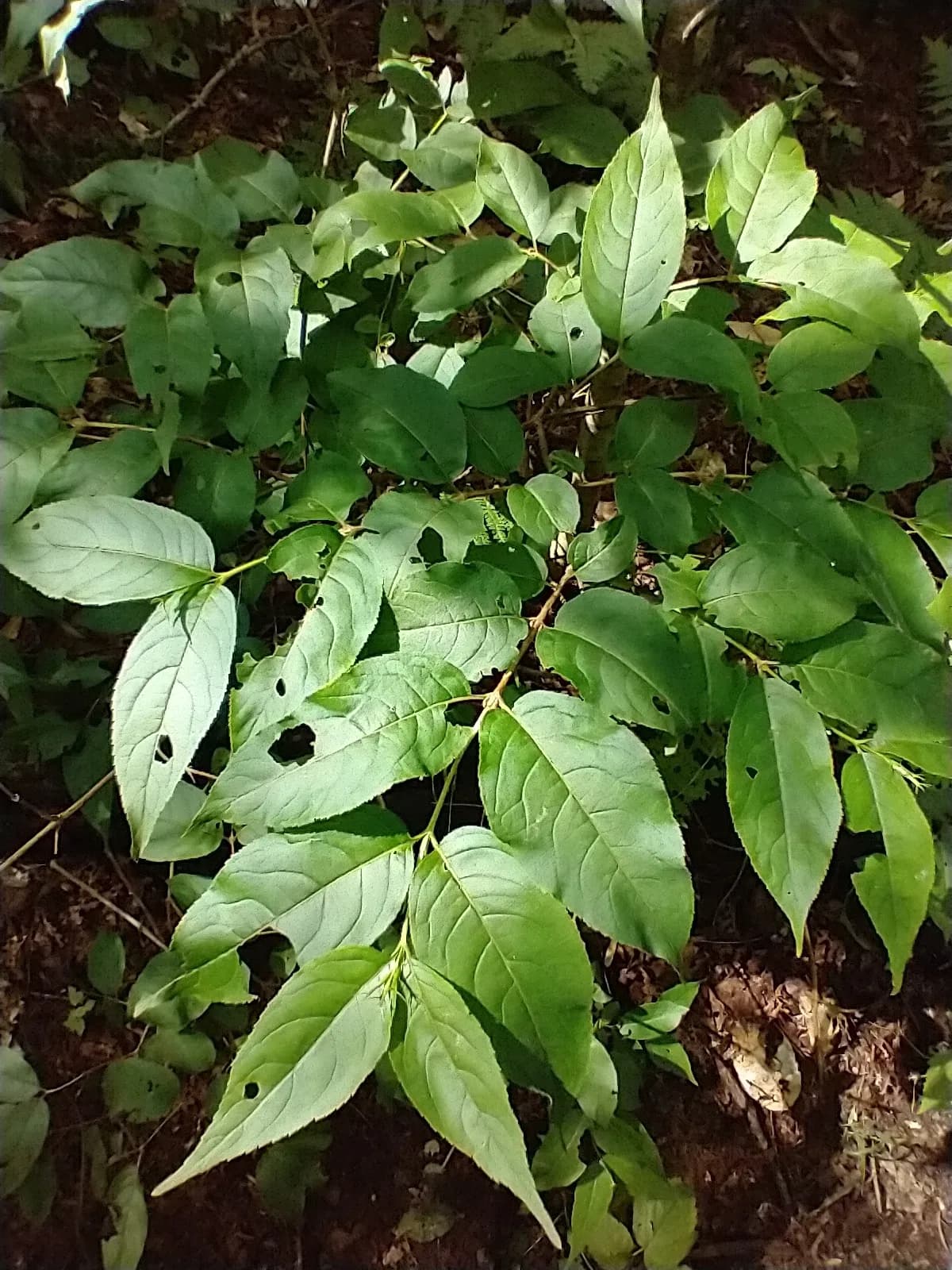 Bush-honeysuckle (Diervilla lonicera)