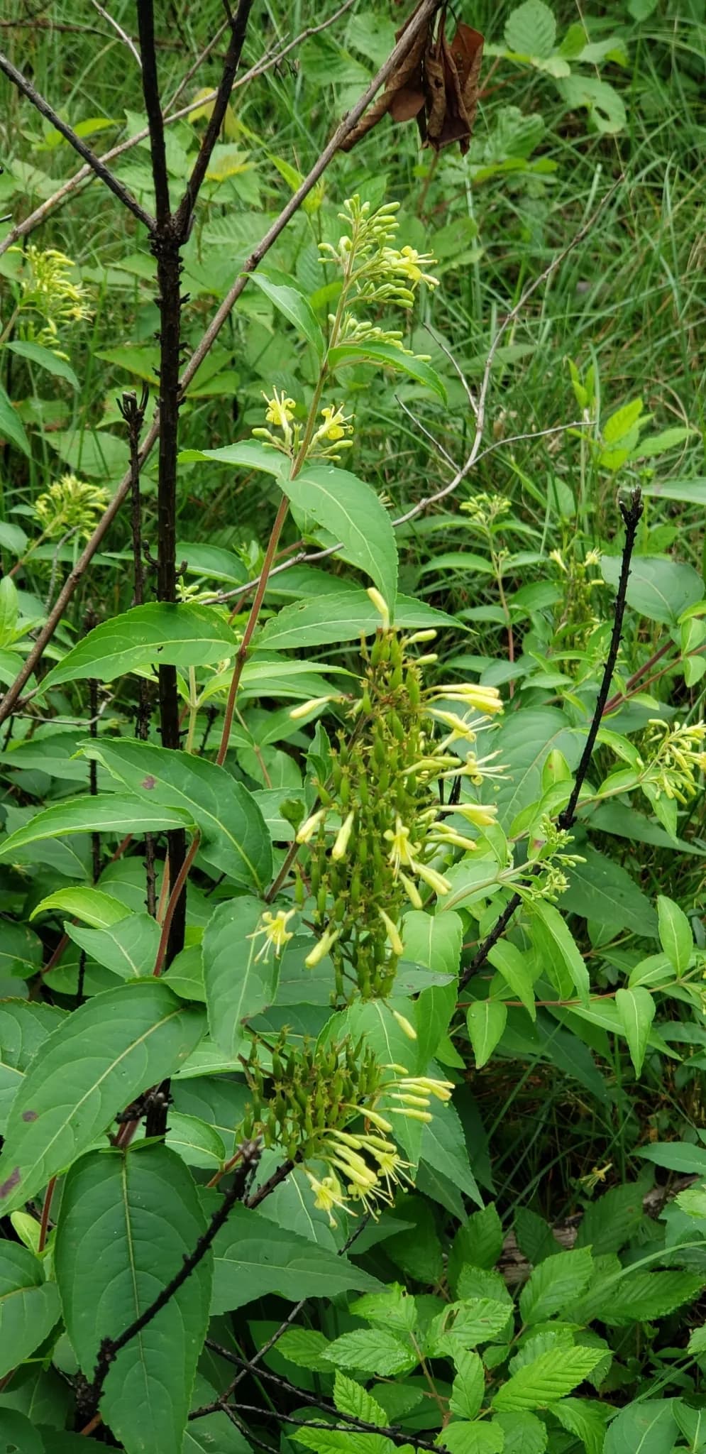 Mountain bush honeysuckle (Diervilla rivularis)