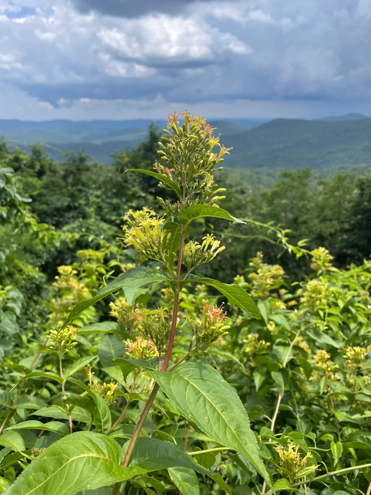 Bush-honeysuckle (Diervilla sessilifolia)