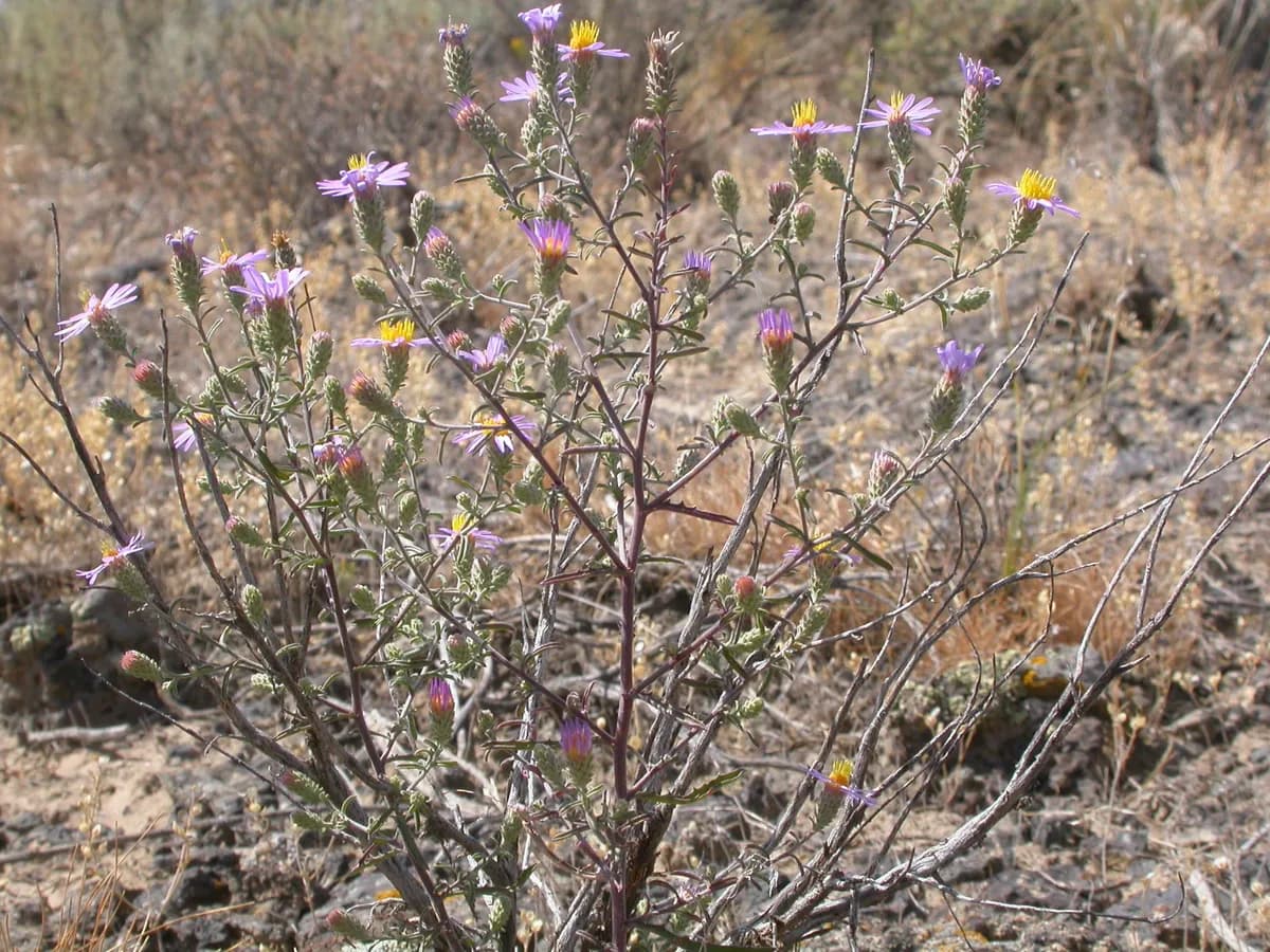 Hoary Tansyaster (Dieteria canescens)