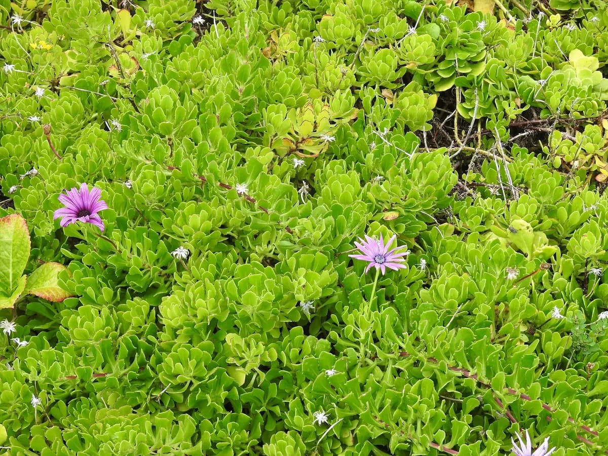 African Daisy (Dimorphotheca ecklonis)