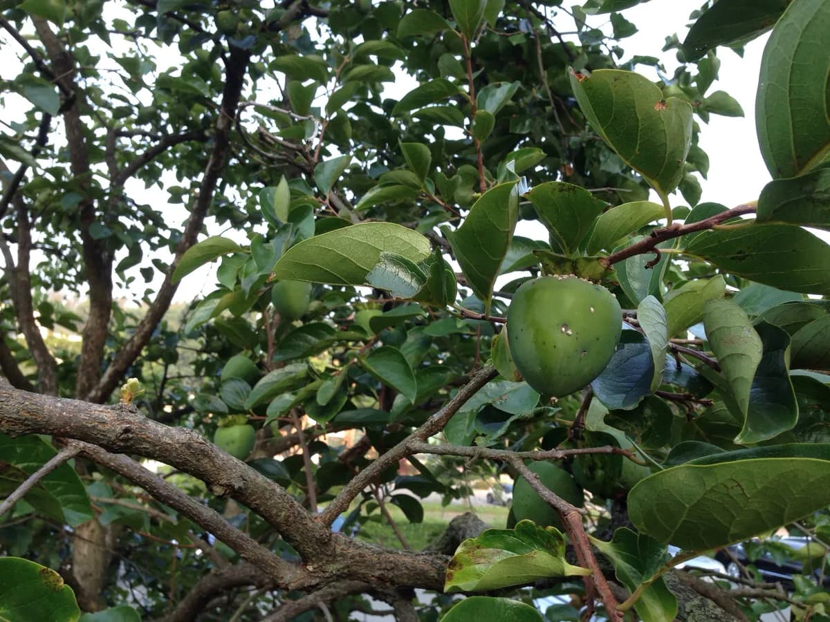 Japanese persimmon (Diospyros kaki)