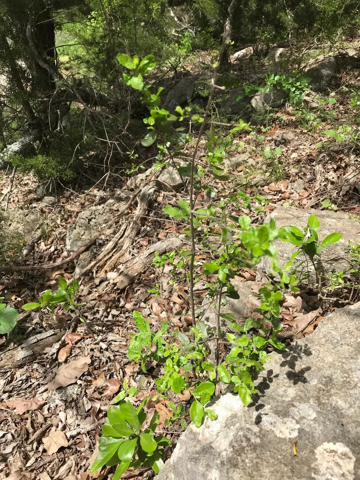 Texas Persimmon (Diospyros texana)