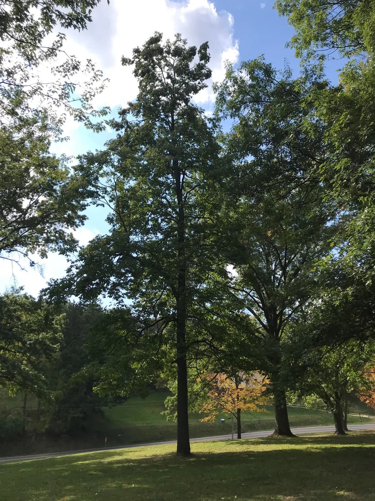 Persimmon (Diospyros virginiana)