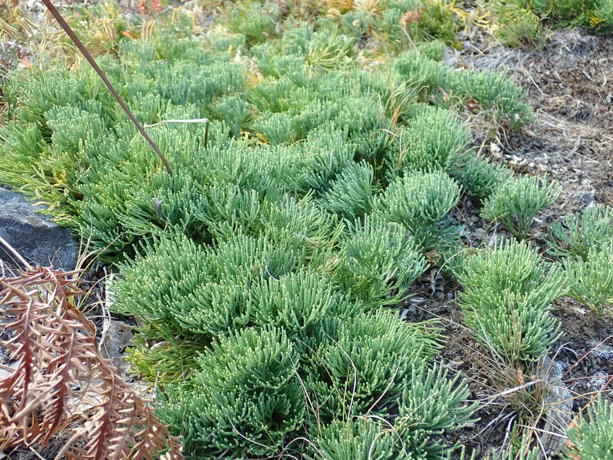 Deeproot Clubmoss (Diphasiastrum tristachyum)