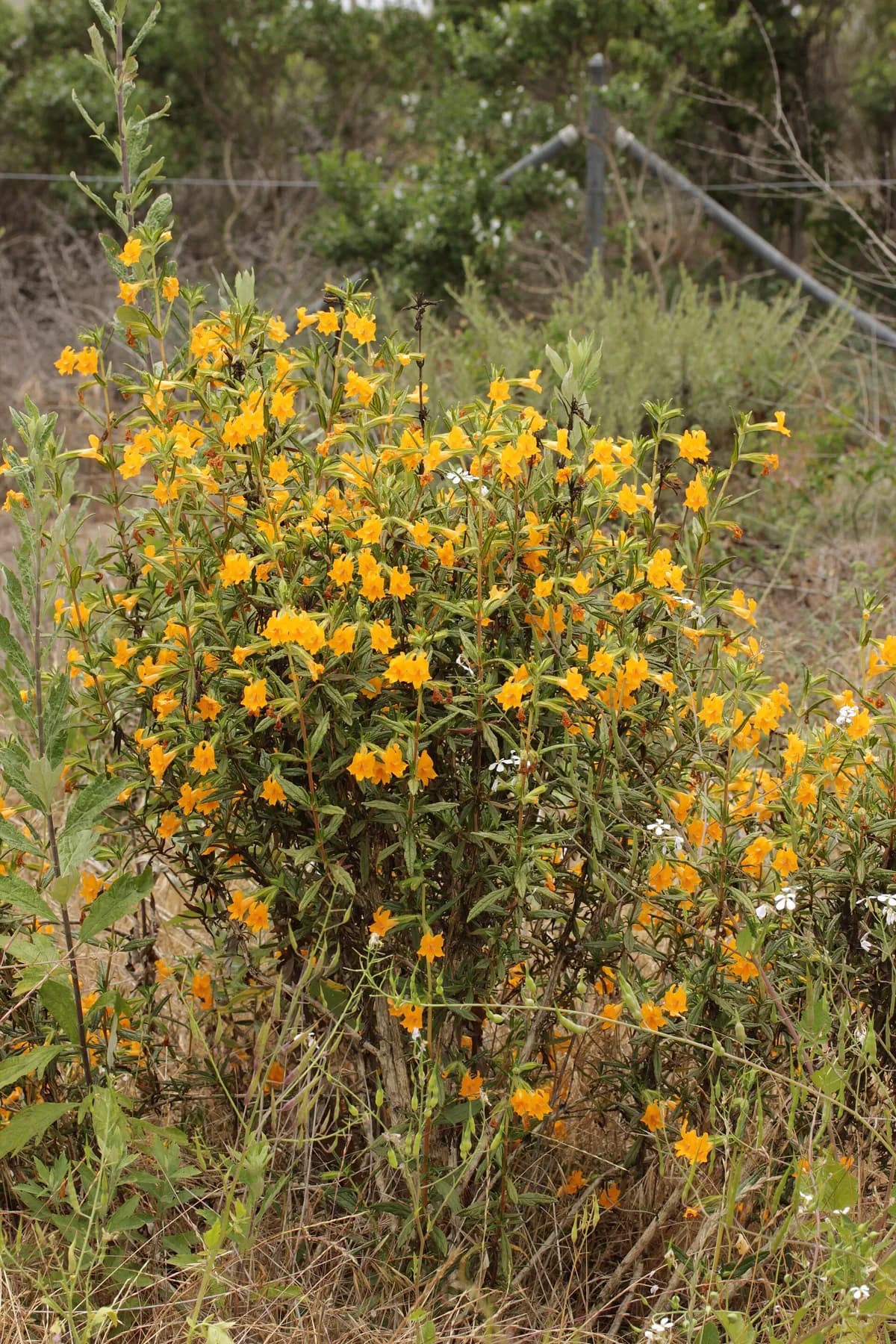 Sticky monkeyflower (Diplacus aurantiacus)